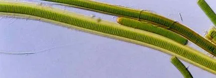 szív- érrendszeri
