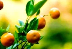 citrusfélék nagy