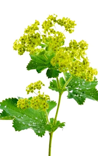 borjú