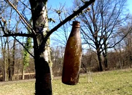 жива ограда