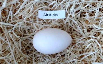 csirkefajták