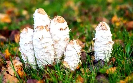 ciuperci
