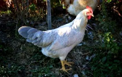 csirkefajták