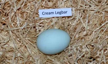 Leírás különleges