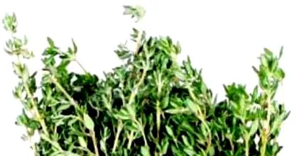 pylori