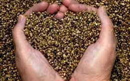 seed
