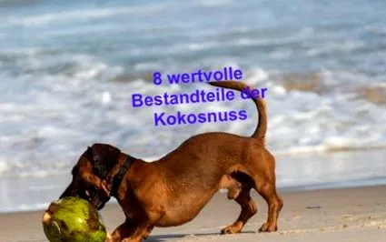 nutriție