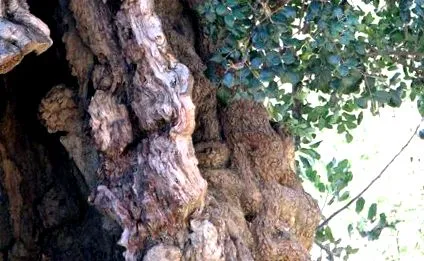 siliqua