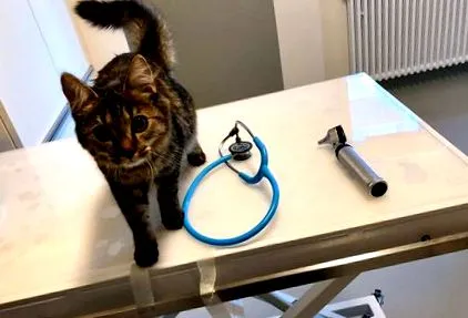 sterilizare