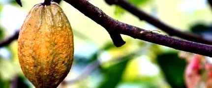 cacao despre