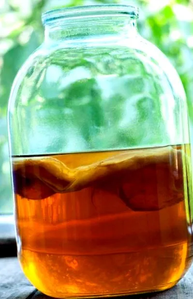kombucha