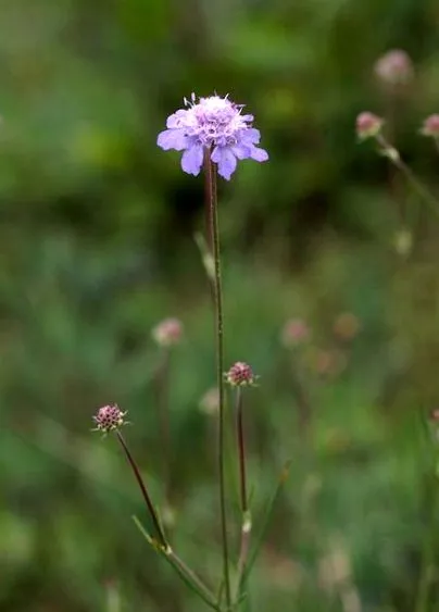 scabiosa
