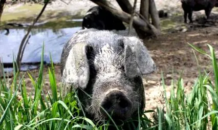 bunăstarea animalelor