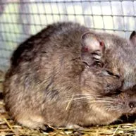 degu