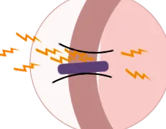 l-carnitine капсули