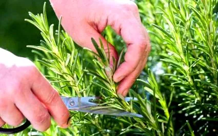 plantelor
