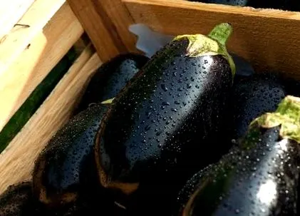 legume
