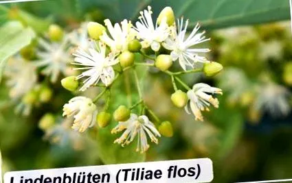 Tiliae flos