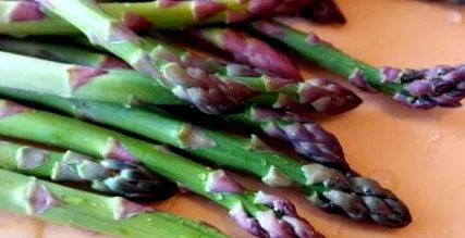 legume