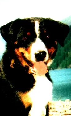 öregszik