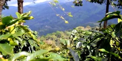 mexikói