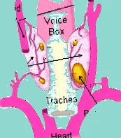 hyperparathyreosis