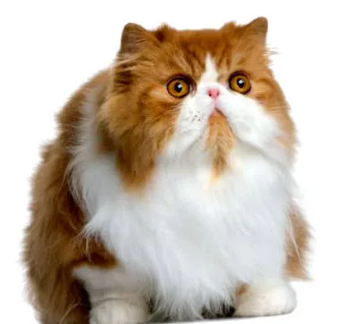 коти