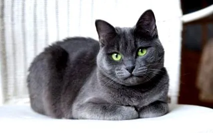 котка