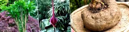 glucomannan