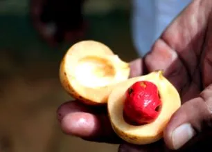 ulei