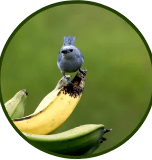 banane