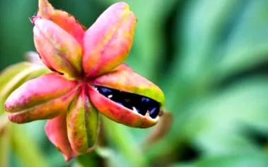 peony seeds