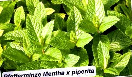 piperita