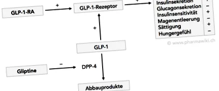 GLP-1 receptor