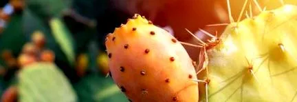 opuntia