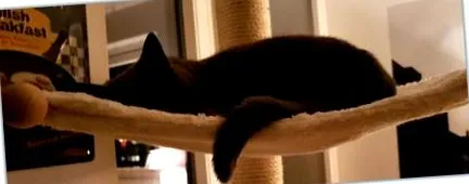 petfun