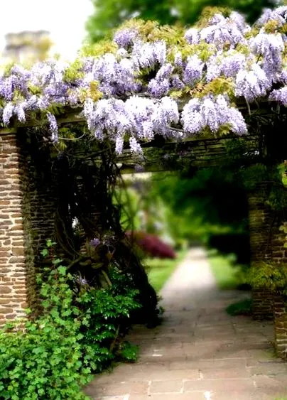 wisteria