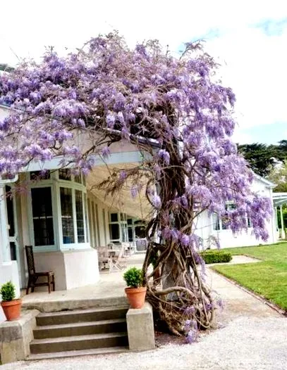 wisteria