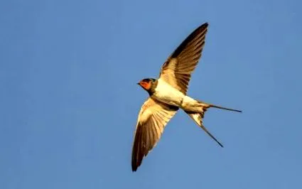 afiș
