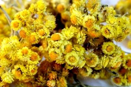 floare