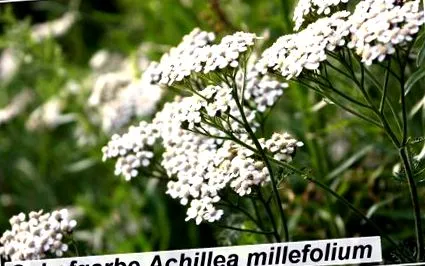 achillea