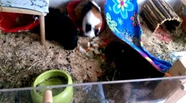 tengerimalacok