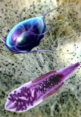 clean kezelése
