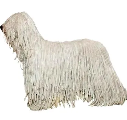 komondor