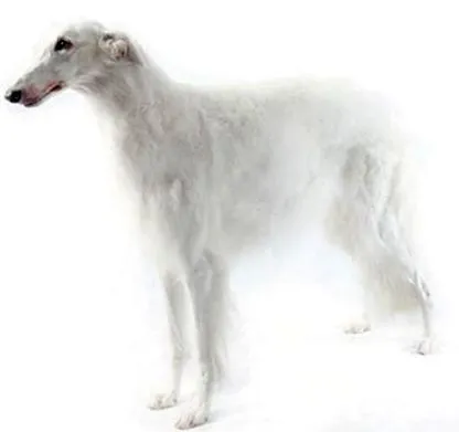 kutyafajtáról
