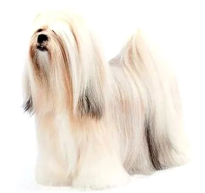 purina