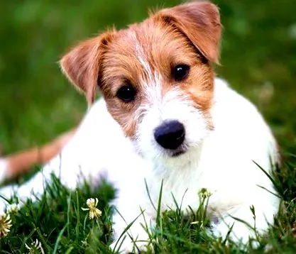 terrier