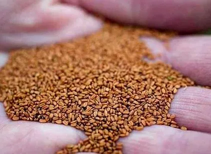 camelina