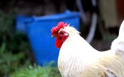 Леонардо Винчи