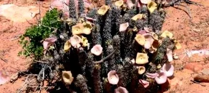 hoodia